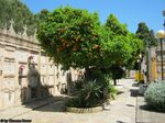 Mallorca_-_Orangenbaum_auf_dem_Friedhof_von_Andratx.jpg