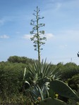 Mallorca_-_bluehende_Agave.jpg