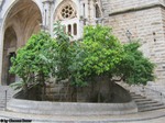 Mallorca_-_Baeume_an_der_Kirche_in_Soller.jpg