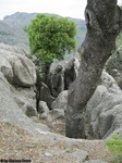 Mallorca_-_Baum_im_Karst_der_Serra_de_Tramuntana.jpg