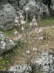 Dateiname=Mallorca_-_Weisser_Affodil_in_der_Serra_de_Tramuntana.jpg
Dateigröße=411KB
Abmessungen: 768x1024
hinzugefügt am: 18. Mai 2012 Mallorca_-_Weisser_Affodil_in_der_Serra_de_Tramuntana.jpg