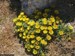 Mallorca_-_Blumenherz_in_Porto_Christo.jpg